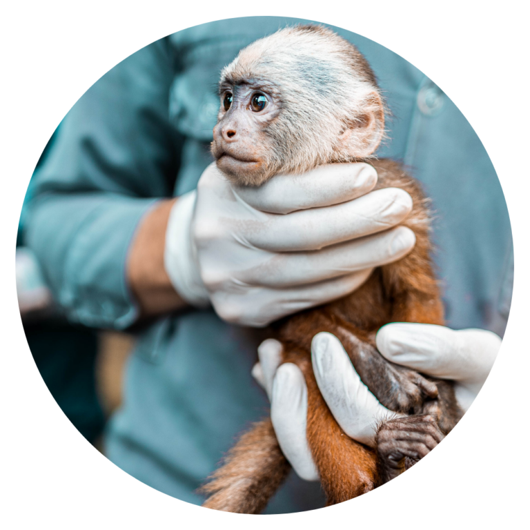 Suivre des études vétérinaires en Roumanie Prep'VetoAgro — free download